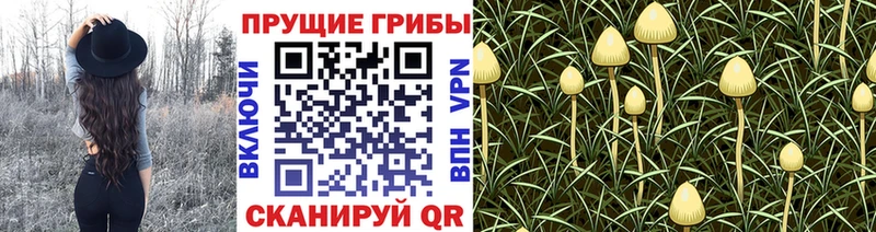 Псилоцибиновые грибы Psilocybine cubensis  Купить закладки  Армавир 